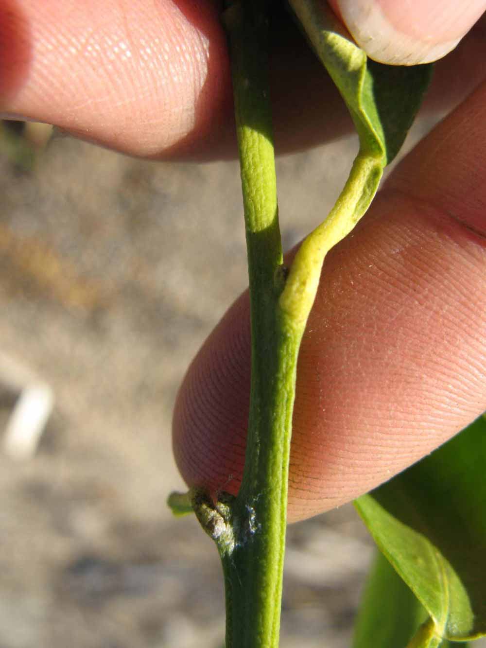              First year twig (Winter Haven, FL)       